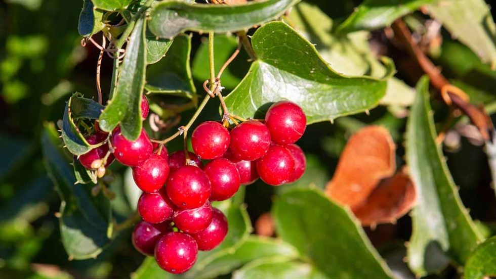 arkoudovatos smilax aspera
